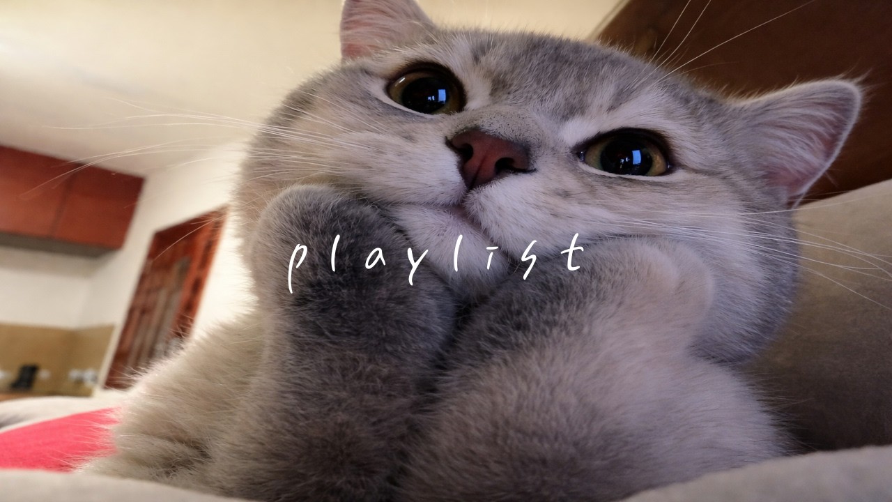 𝐏𝐥𝐚𝐲𝐥𝐢𝐬𝐭 요즘 계속 듣는 팝송 🤍 | indie pop · chill hip hop