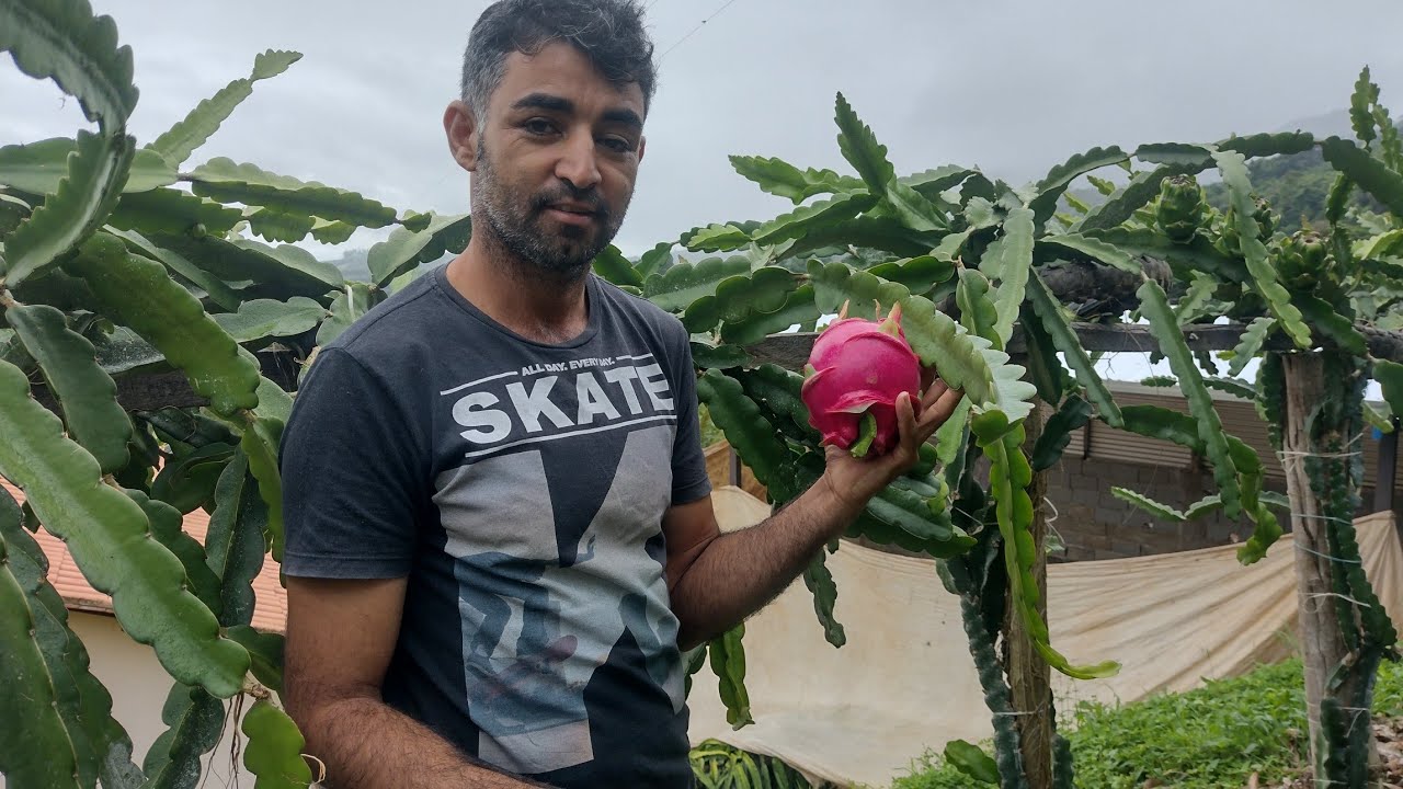 Pitaya sem espinhos no cladodio???! Conheça a variedade sin espinas...
