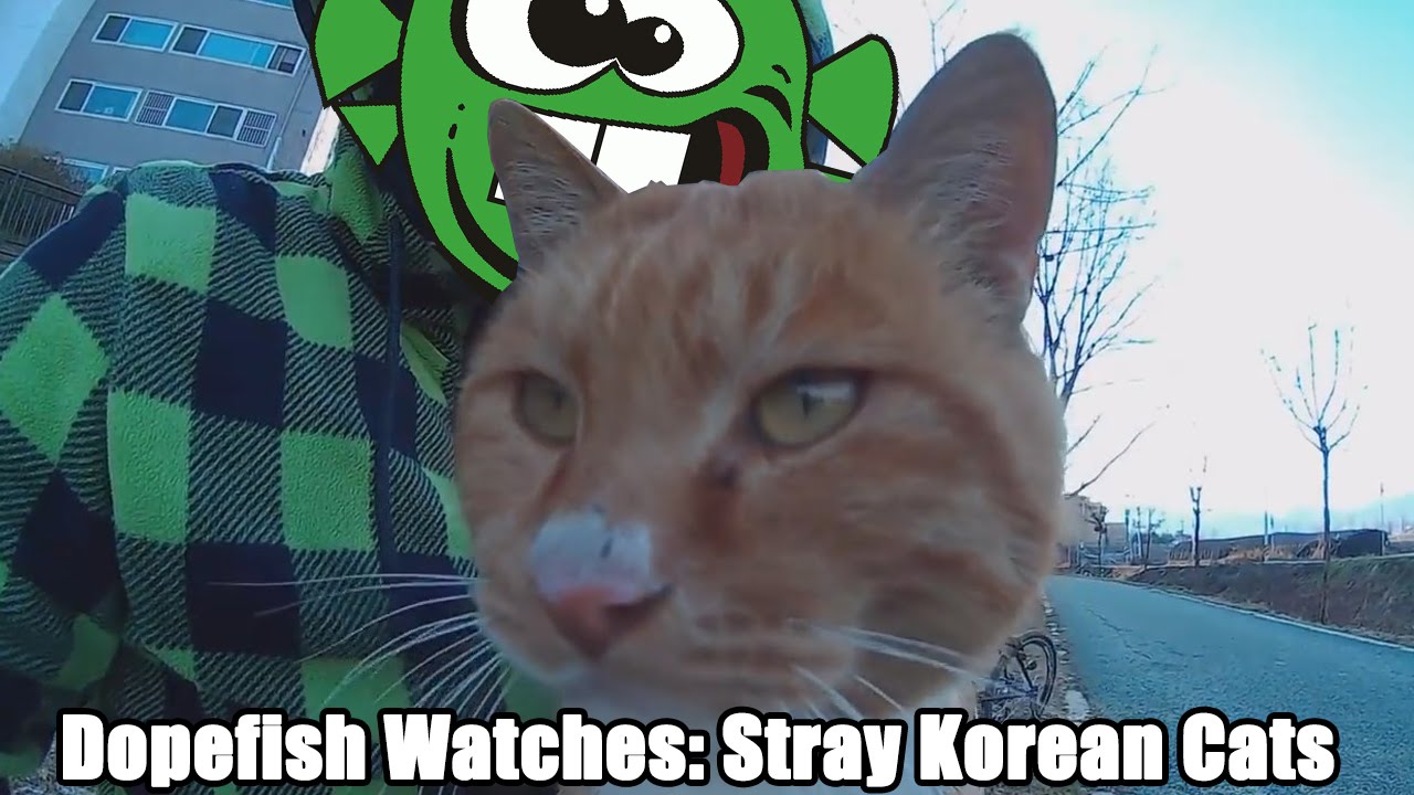 Dopefish Watches Korean Stray Cats (with Cheese!)