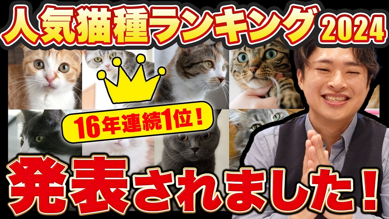 人気猫種ランキングが発表されました！！！ #2024 #猫種ランキング #おすすめ