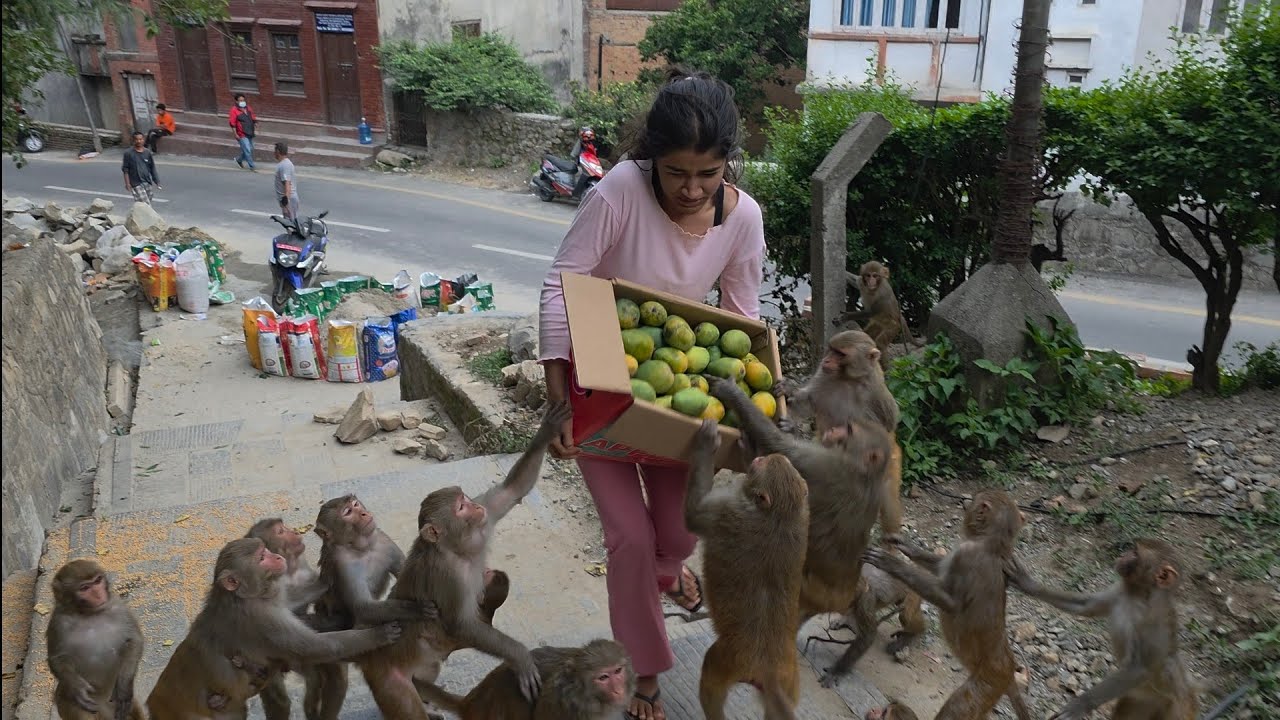 Feeding Bunch of Banana & box of Mango  to Wild Monkeys – Pure Joy