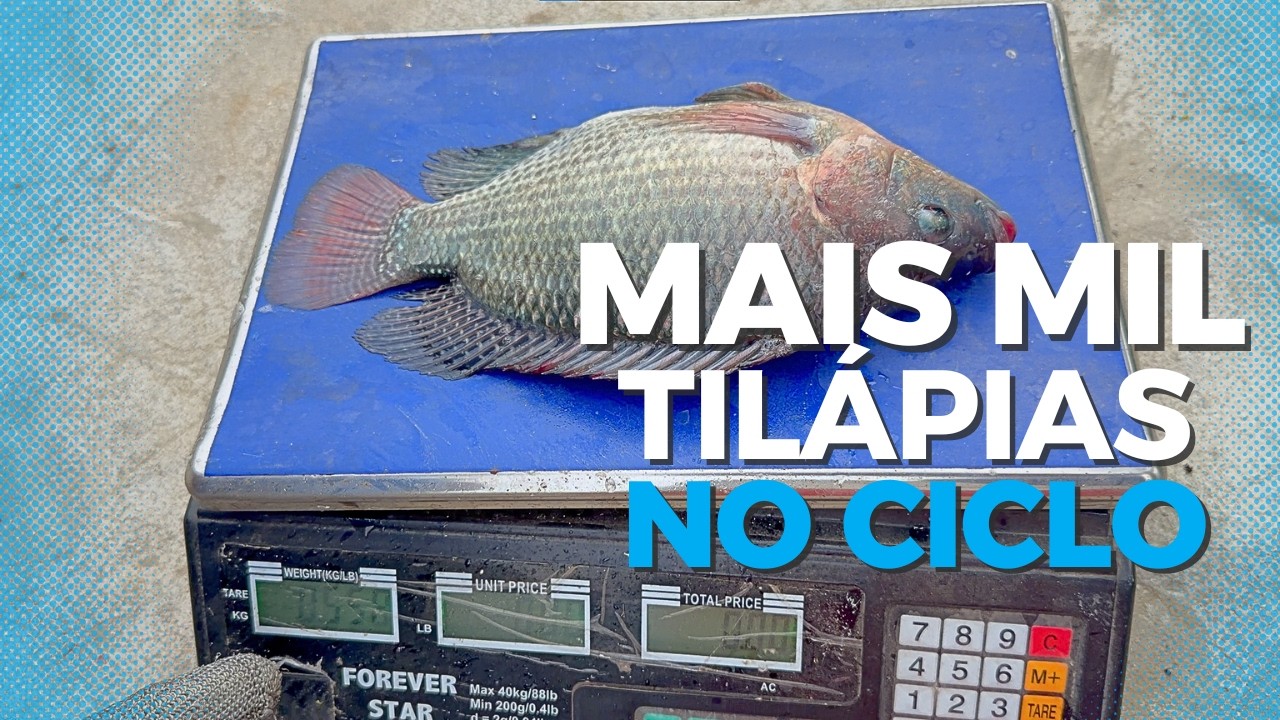NOVO CICLO DE TILÁPIA - PESAGEM DOS PEIXES - ESTÃO GIGANTES!!!