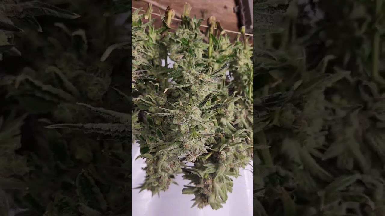 Black Jack harvest complete!