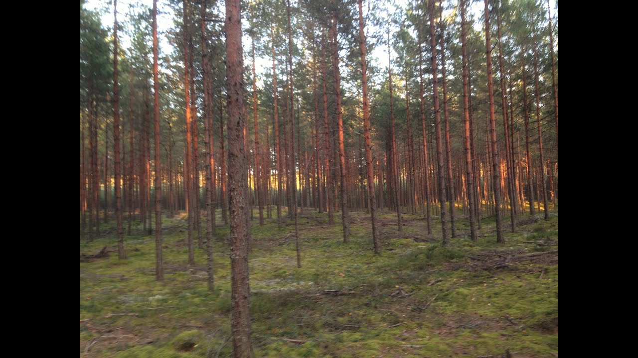 Camping 2016