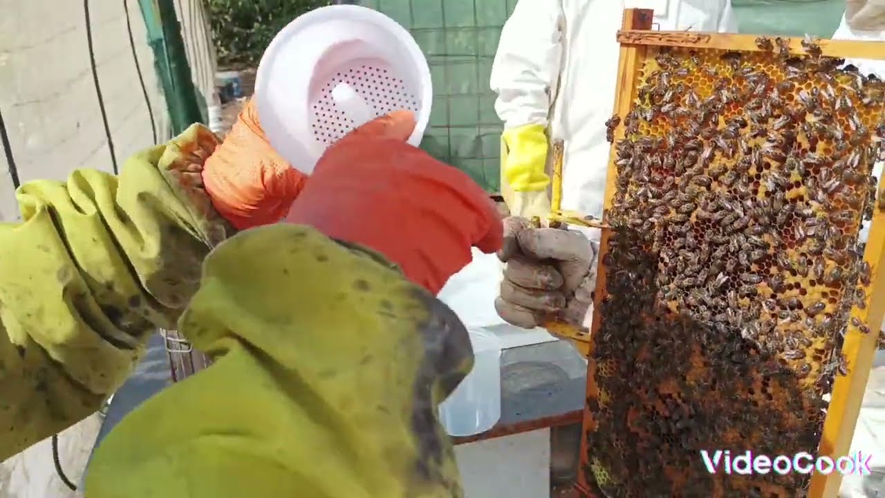 Test de Varroa con azúcar glas @mielmaraseo