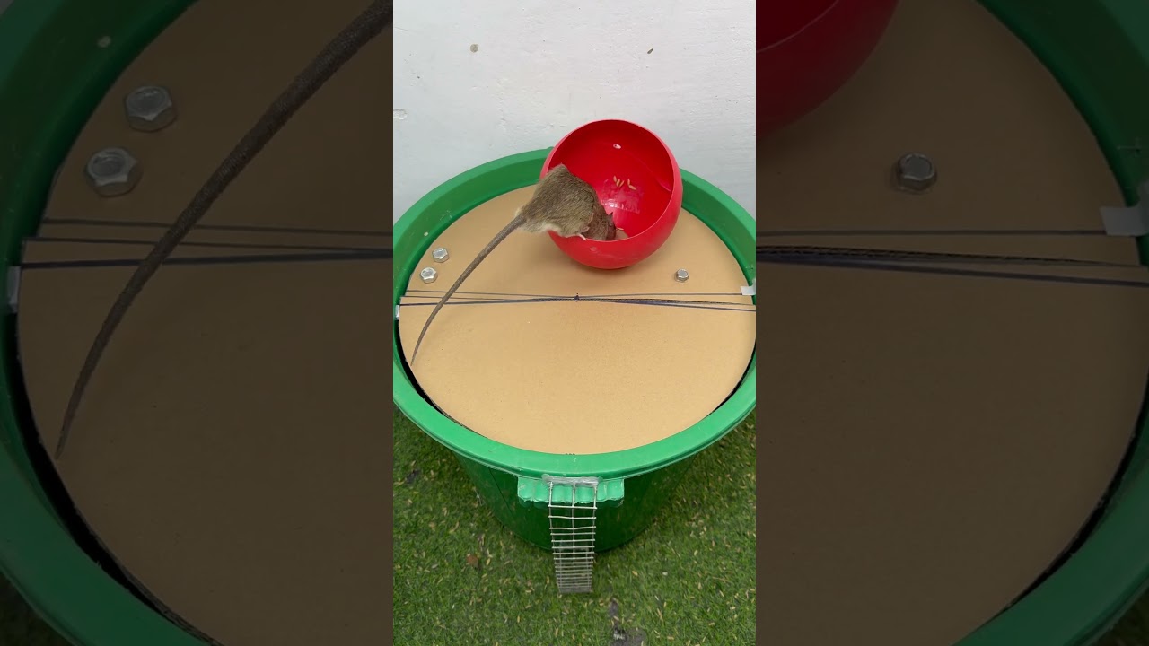 caer en la trampa/V&iacute;deo de trampa para ratones con cubo de cart&oacute;n y pl&aacute;stico #rat #pets