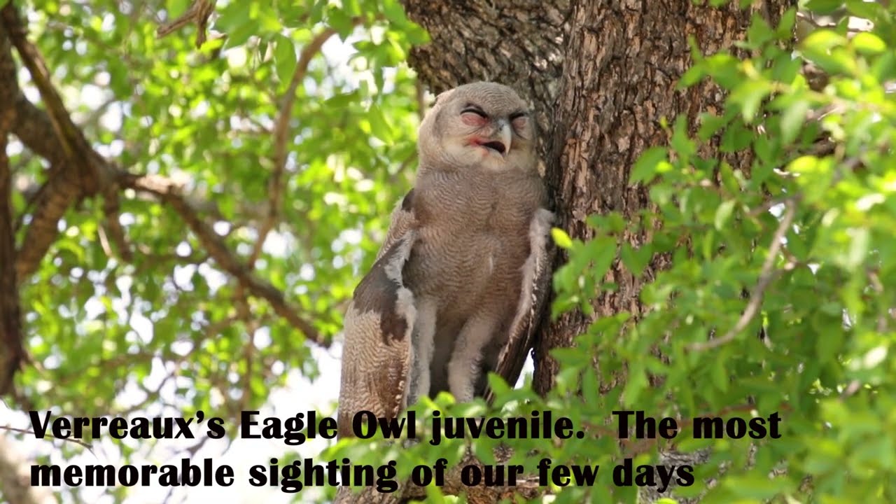 BIRDING IN KRUGER NATIONAL PARK   Raptors