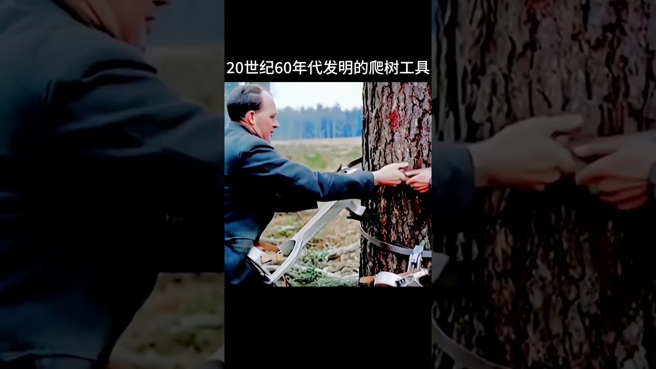 20世纪60年代发明的爬树工具