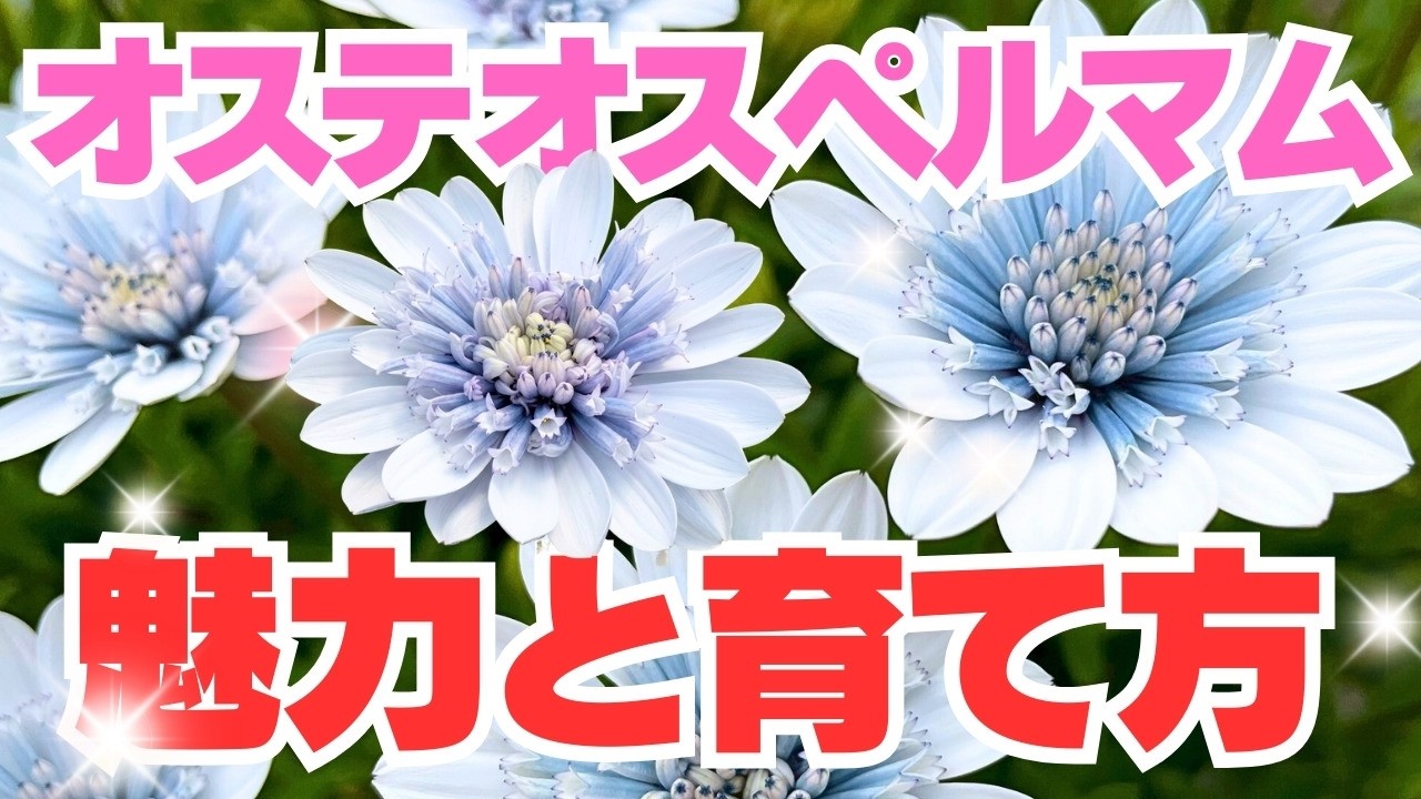 オステオスペルマムの育て方　東北でも越冬！初心者さんは絶対育てて！
