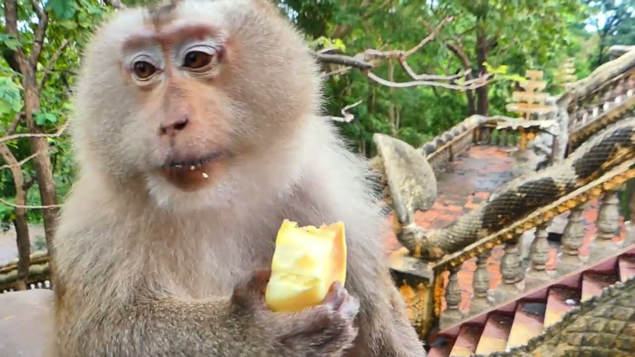 Quiet Monkey Eating Session – Pure ASMR for Deep Relaxation