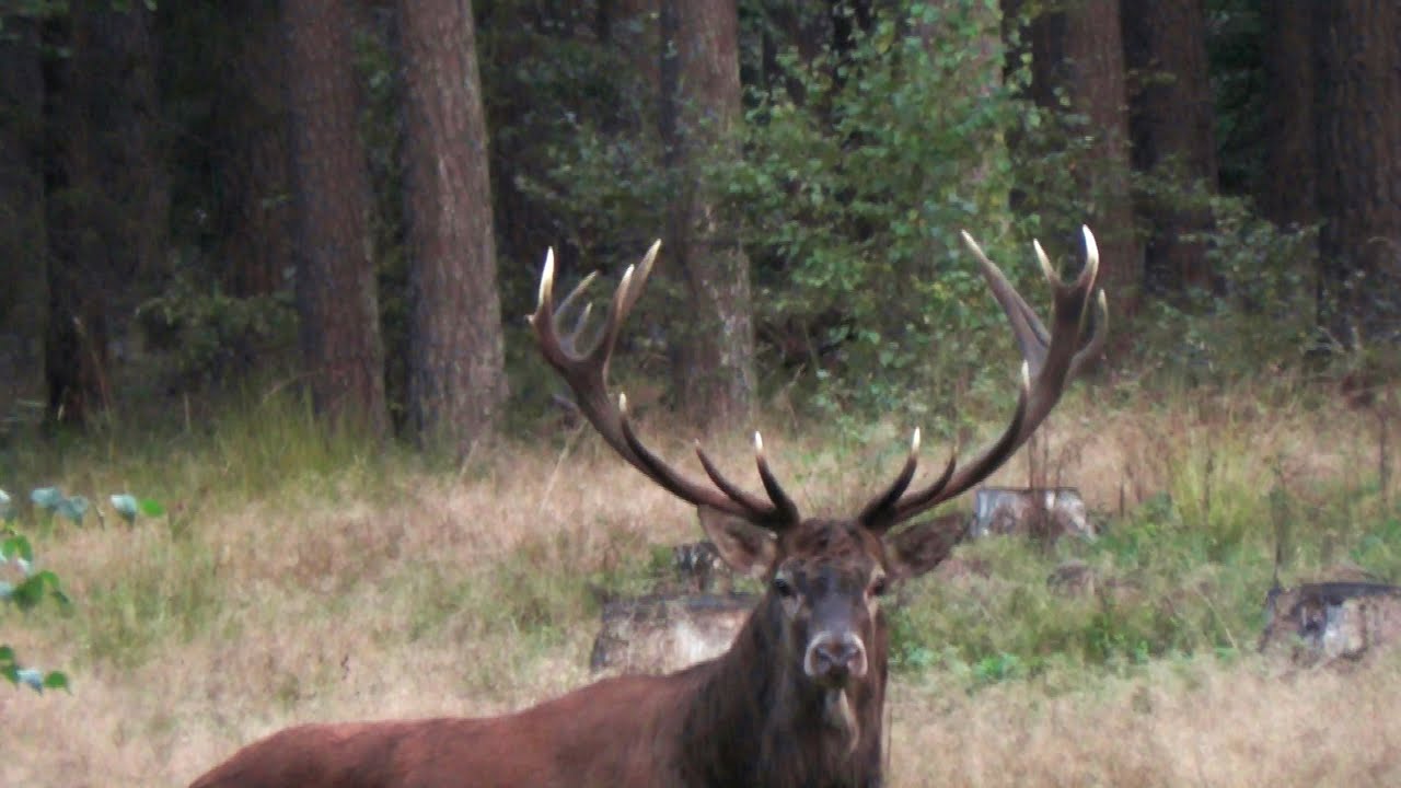 Rykowisko 2025r Bliske Spotkanie z Pięknym 18-stakiem🦌