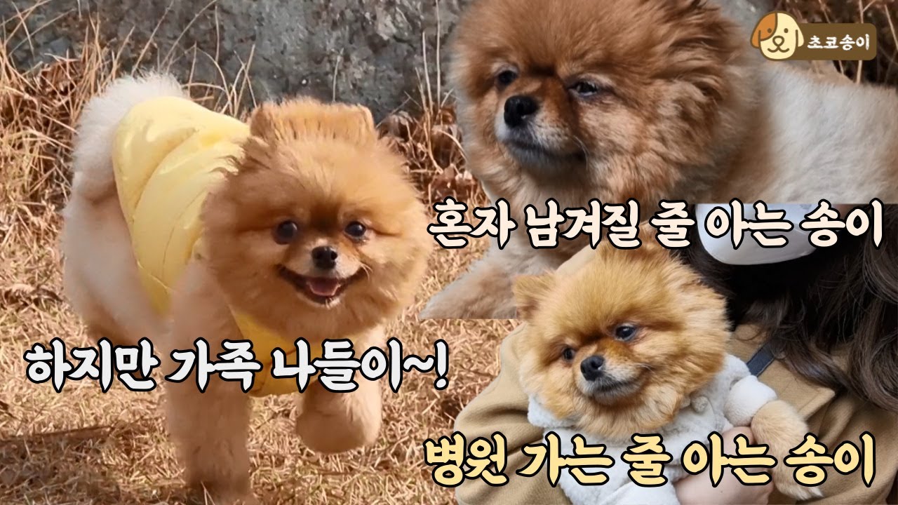 (몰래카메라) 병원 가는 줄 알았던 강아지와 가족 나들이를 간다면? | 입양 1달 송이와 추억 쌓기