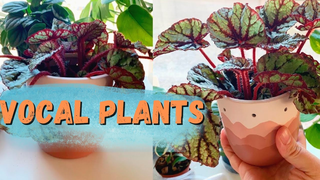 Plants That Are Vocal/ Plants That Talk To You