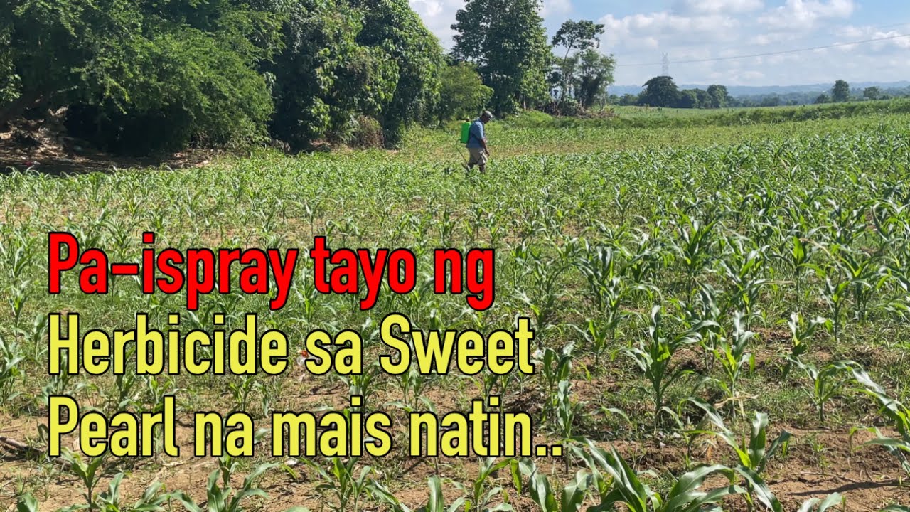 Pa ispray tayo ng Herbicide sa Sweet Pearl na mais natin