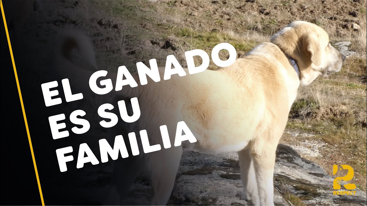 La vida de Pastora de Cabras en la Sierra de Madrid | Cómo conviven con el Lobo gracias al MASTÍN