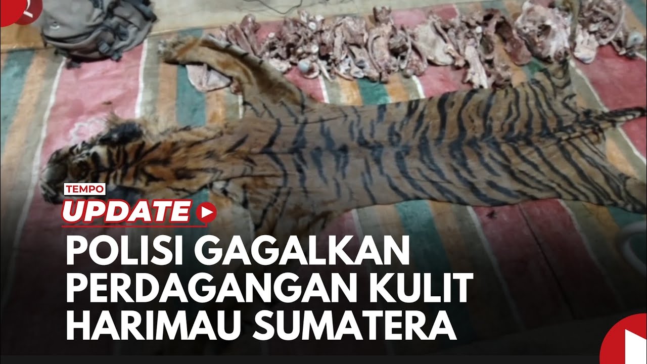 Polres Aceh Tengah Gagalkan Perdagangan Ilegal Kulit Harimau Sumatera dan Bagian Tubuhnya