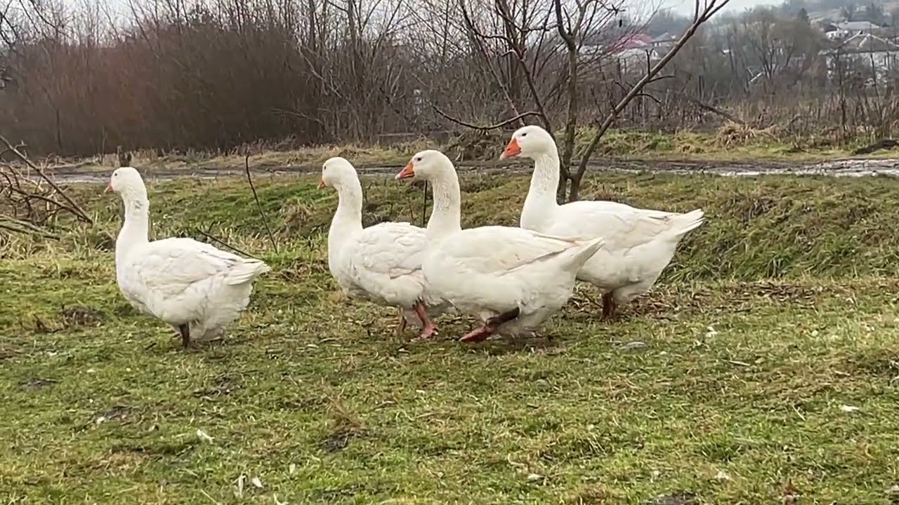 Білі красені гуси Мамути, короткий огляд породи.  Запис на інкубаційне яйце та гусенят відкрито