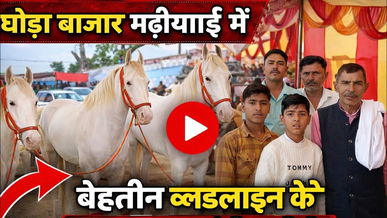 मढ़ीयाई का घोड़ा बाजार 🔥 बेहतरीन ब्लडलाइन के घोड़े | Horse Market Vlog#yt #horse#पशु मंडी मढ़ीयाई 