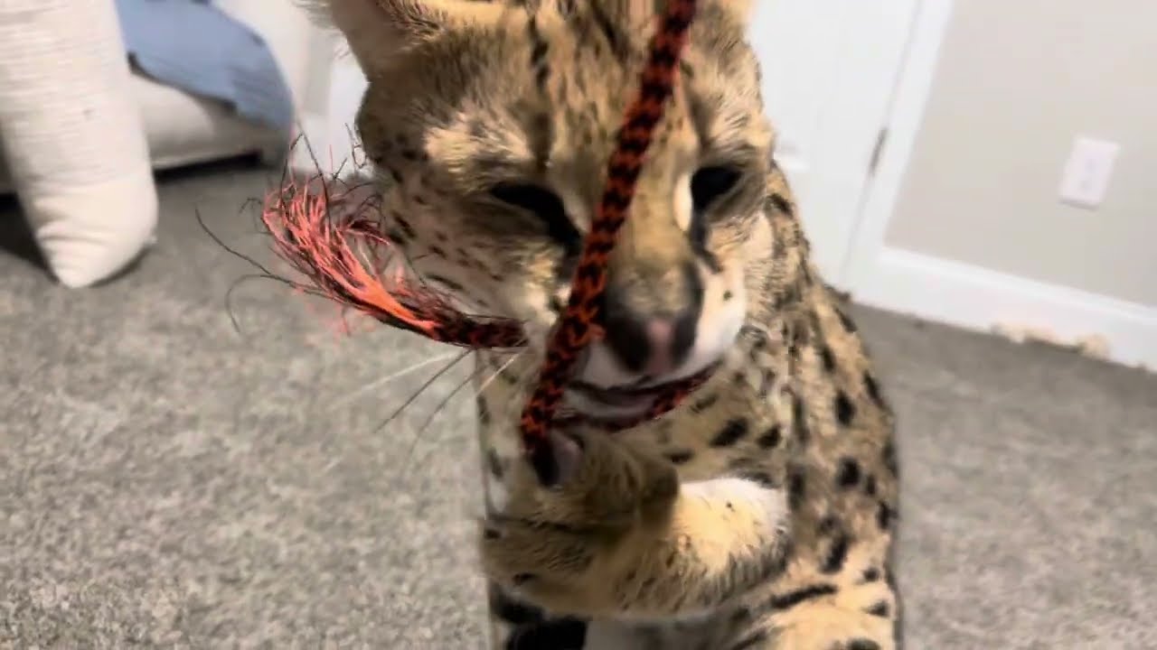 Serval Cat Claws