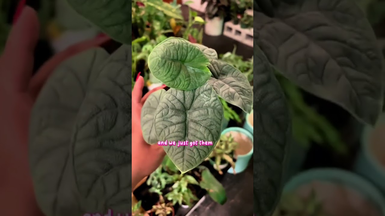 Mystery Plants!!! Lets pick out 3 Mystery plant Cuttings & a $111 Mystery Plant Box!!! #houseplants
