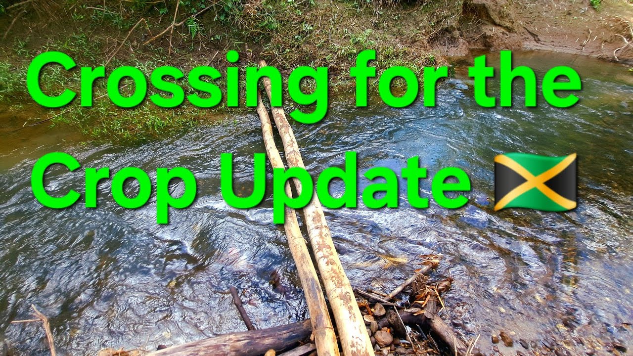 “Cross the Creek, Check the Crops #farm #update #fruitsfidiyutes #diy #fyp #farmja