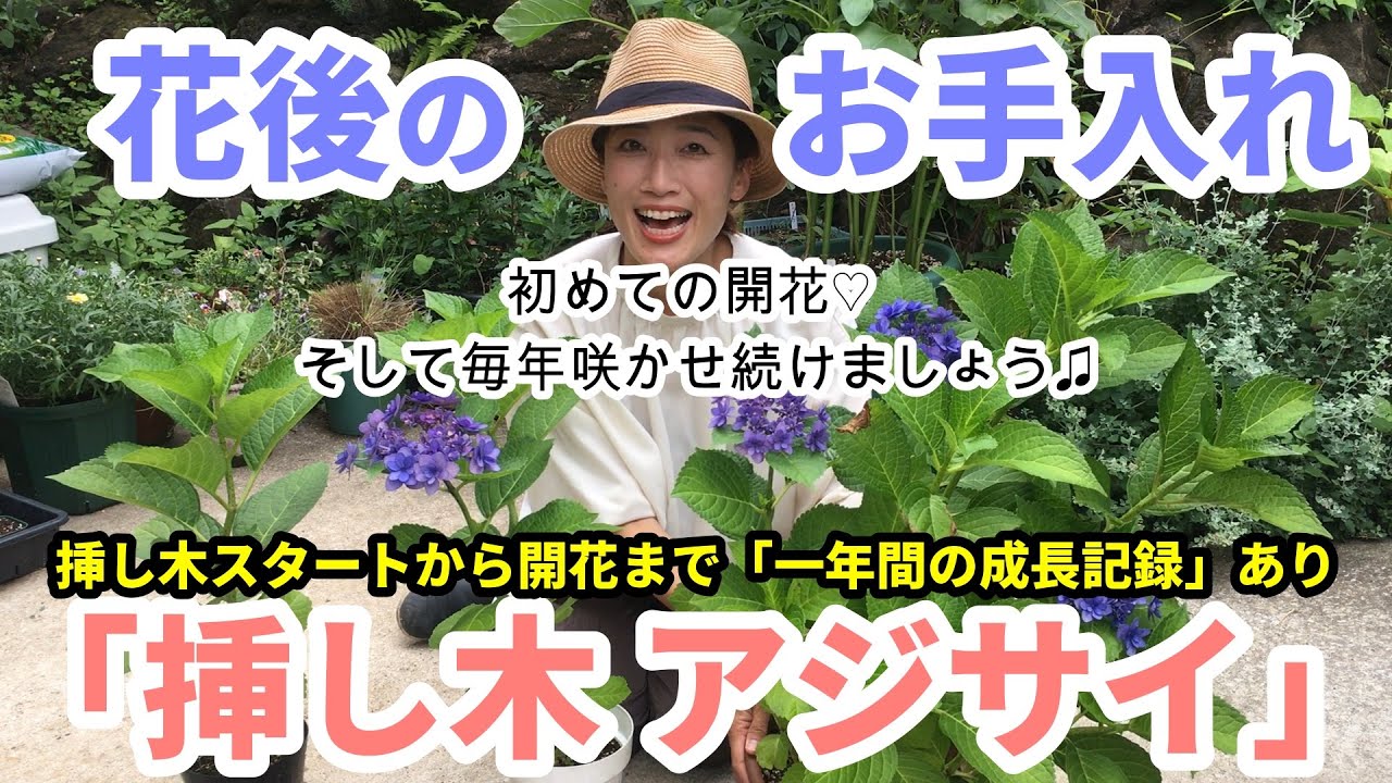 【挿し木アジサイ】花後のお手入れ / 挿し木スタートから1年の成長記録全て見せます/ 去年5月に挿し木して、もう開花したよ【ガーデニング】