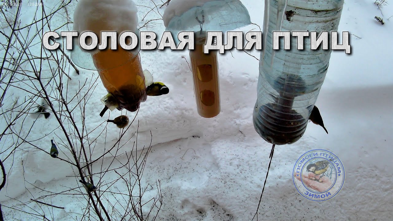 Кормушка для птиц 19 января 2026 года (07)