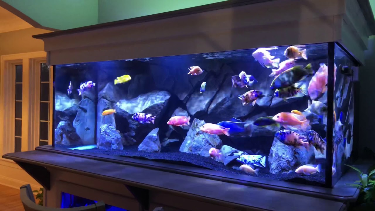 Incredible NEW Cichlid Lighting!! 