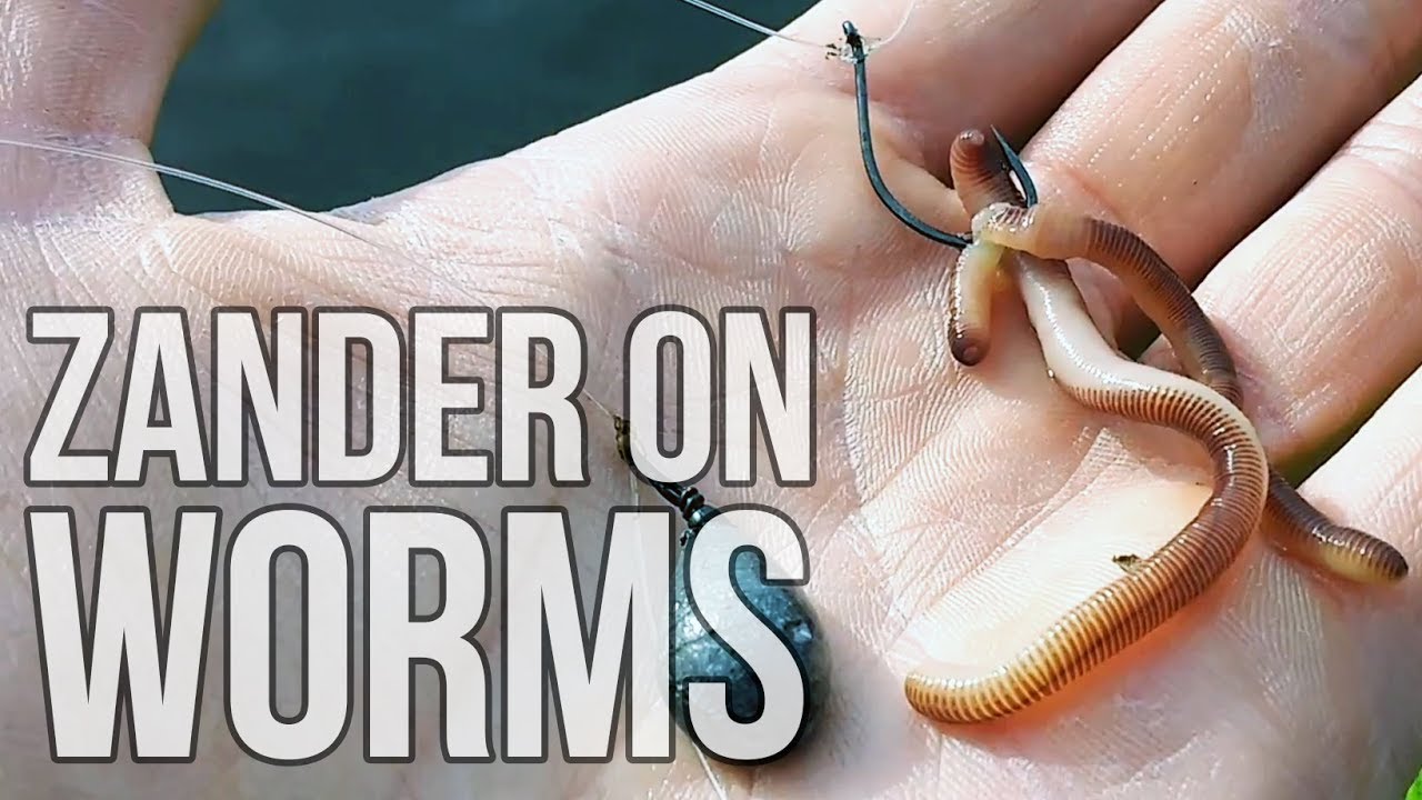 Catching ZANDER with WORMS from the Bellyboat! - Floattube Sessions #9