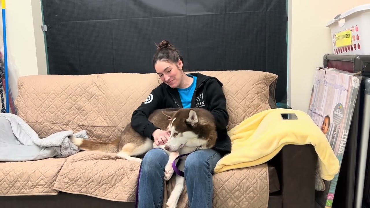 Meet Lobo at Dakin Humane Society!!