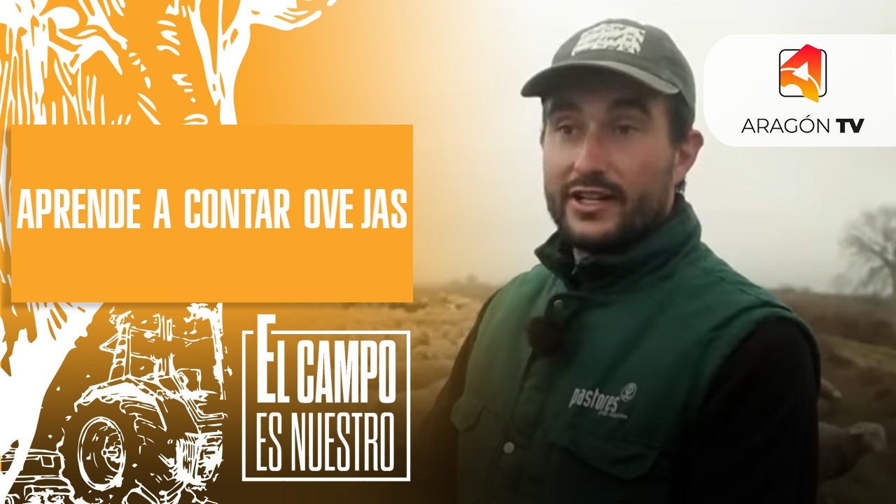Aprende a contar ovejas / Luis Casajús