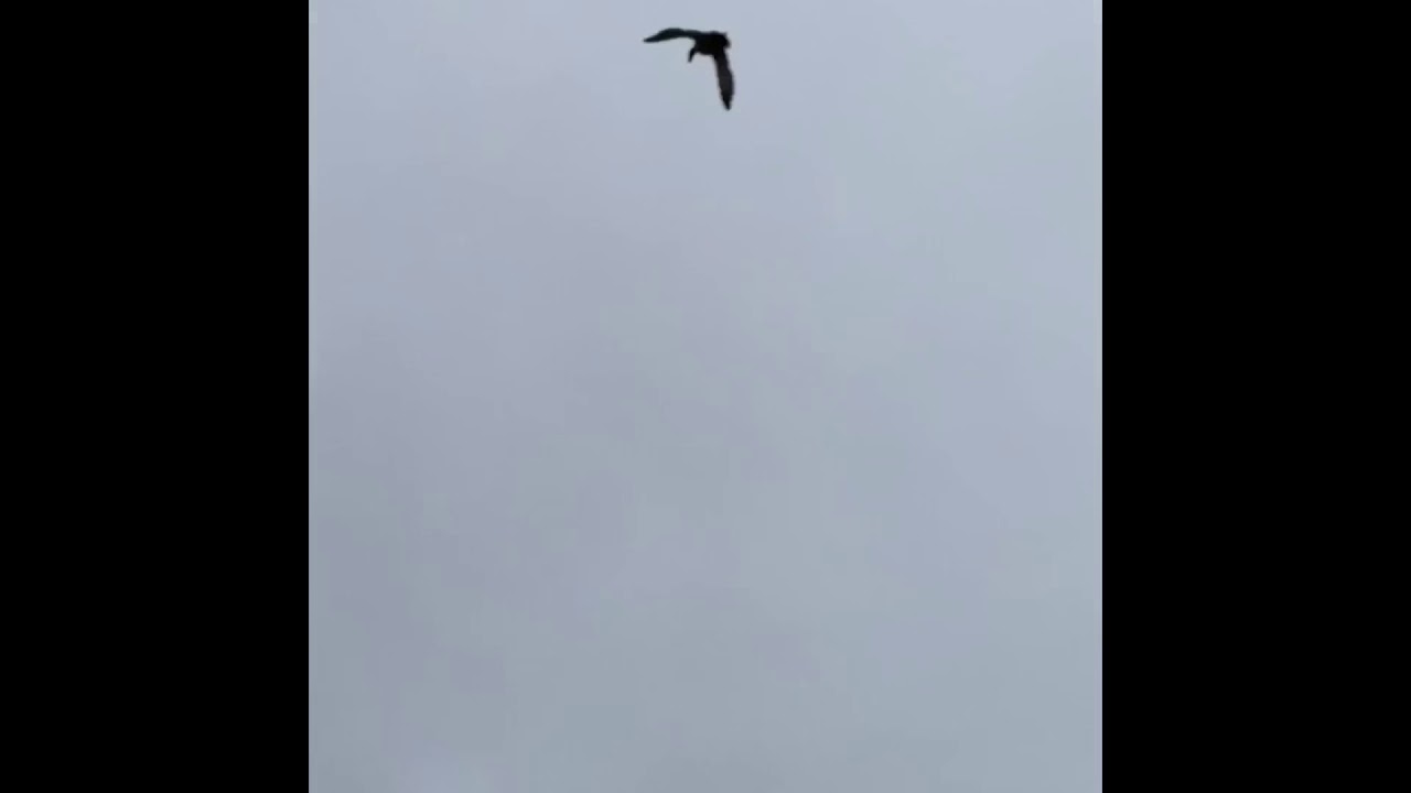 Amazing call duck flight compilation