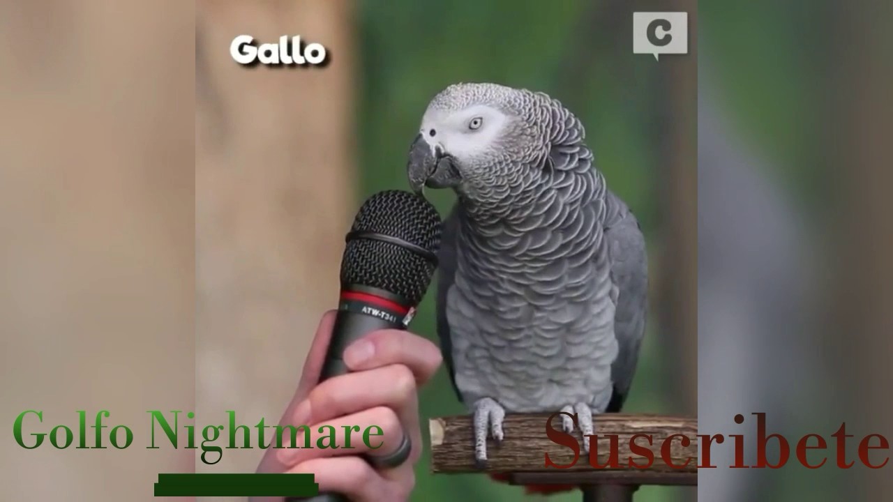 &iexcl;El loro mas inteligente del mundo!  [Einstein el Loro]