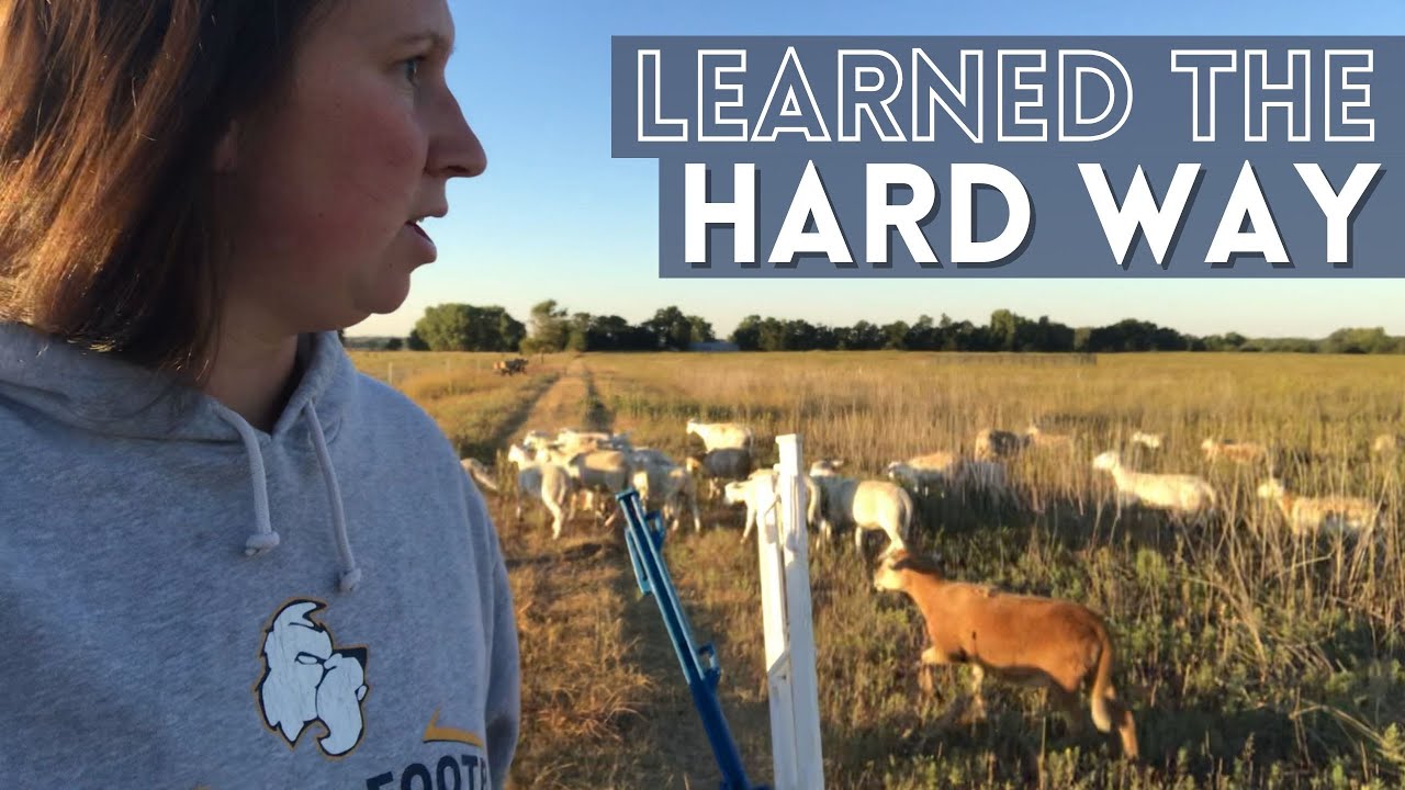 FLUSHING SHEEP | Why we will be flushing our sheep this breeding season | Sheep Farming