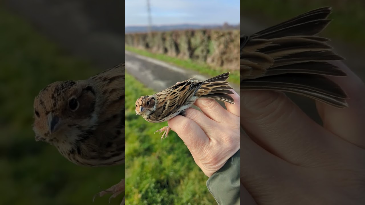 Little Bunting Emberiza pusilla (ALL0585), the first repeat wintering record in Britain & Ireland.