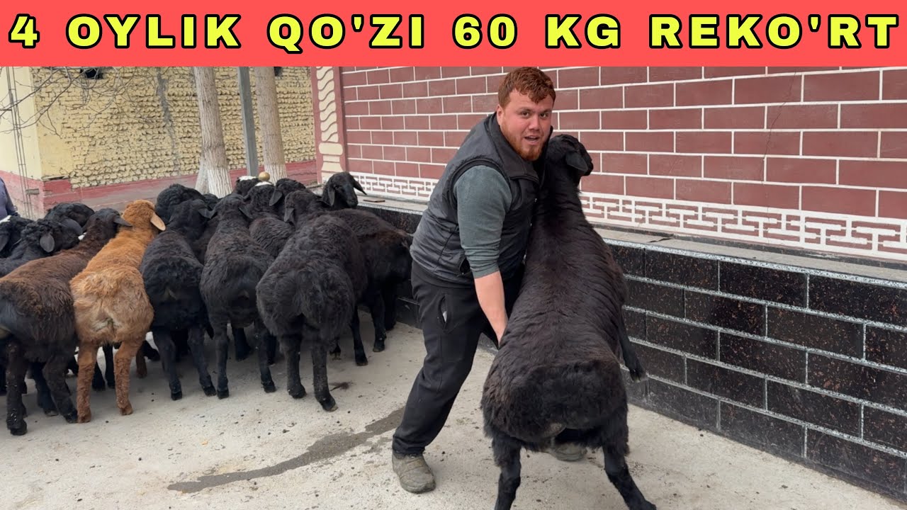 REKO’RT 60 KG 4 OYLIK QO’ZILAR BUNAQASI XALI BO’MAGAN 