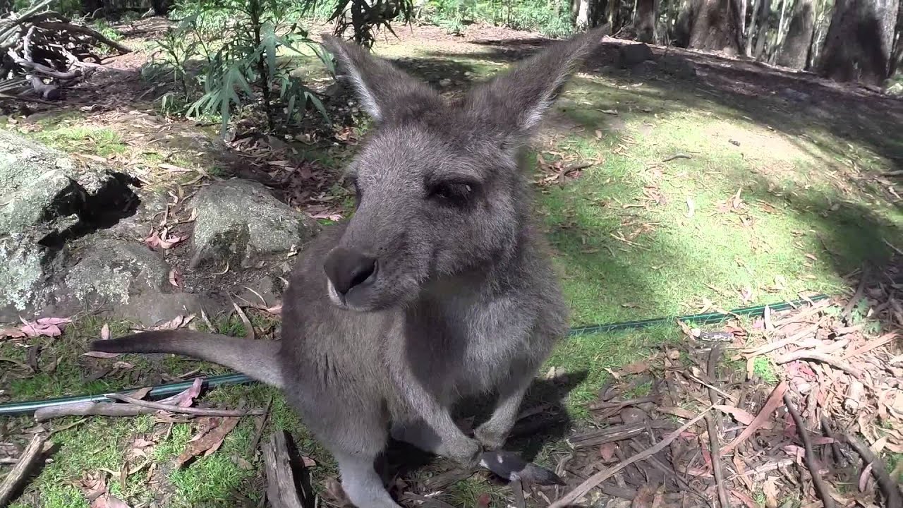 Trowunna Wildlife Park - Tasmania
