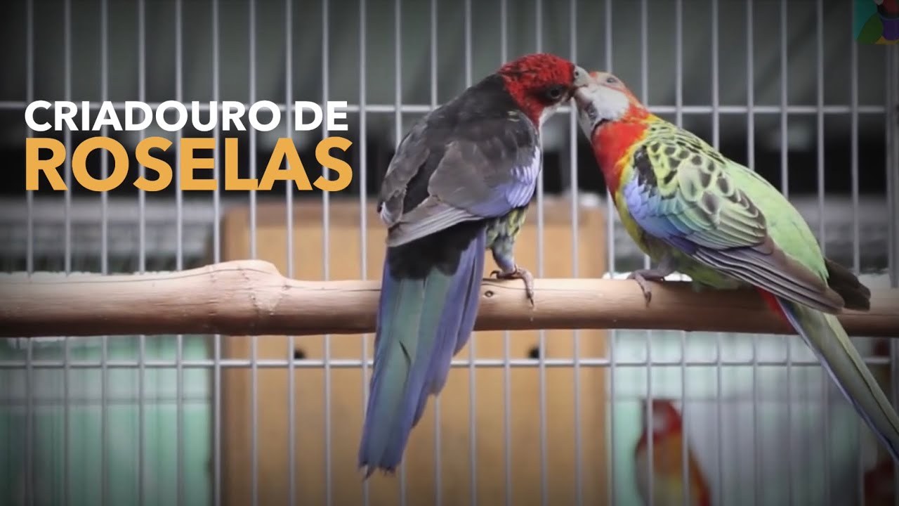 Criadouro de Aves Exóticas | Criação de ROSELAS | #BIRDTV