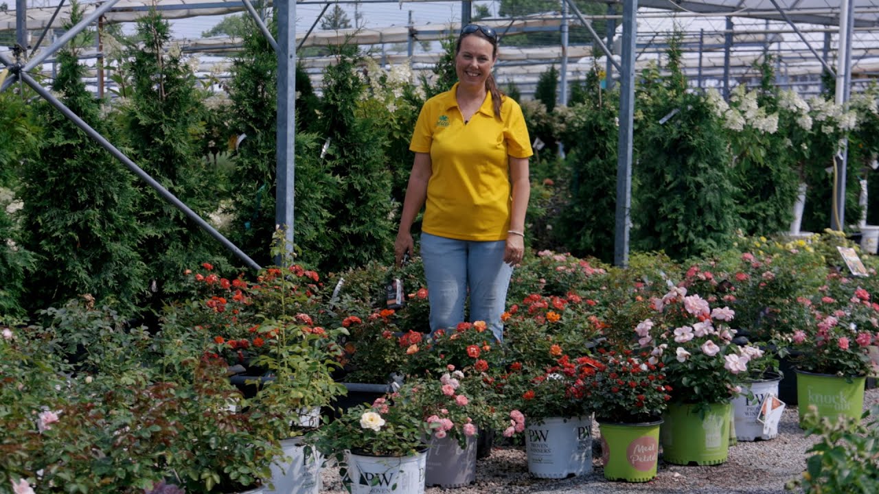 PETITTI Shrub Roses | How to Grow & Care for Landscape Roses
