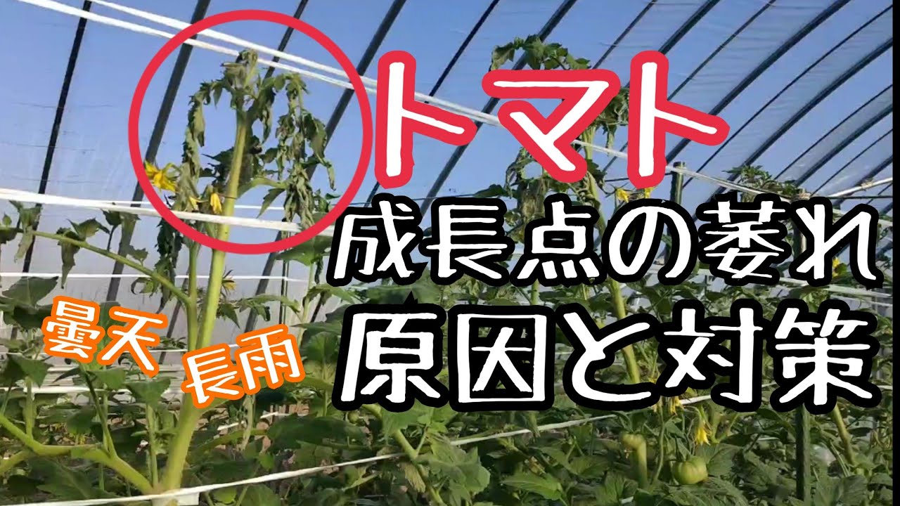大玉トマト。長雨と曇天で軟弱徒長による萎れ。原因と対策