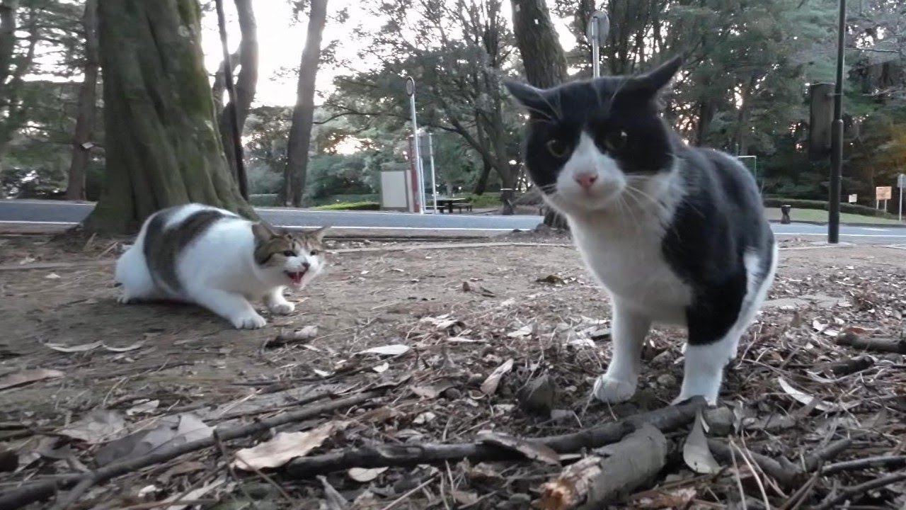 強い猫が縄張りに入ってきた場合