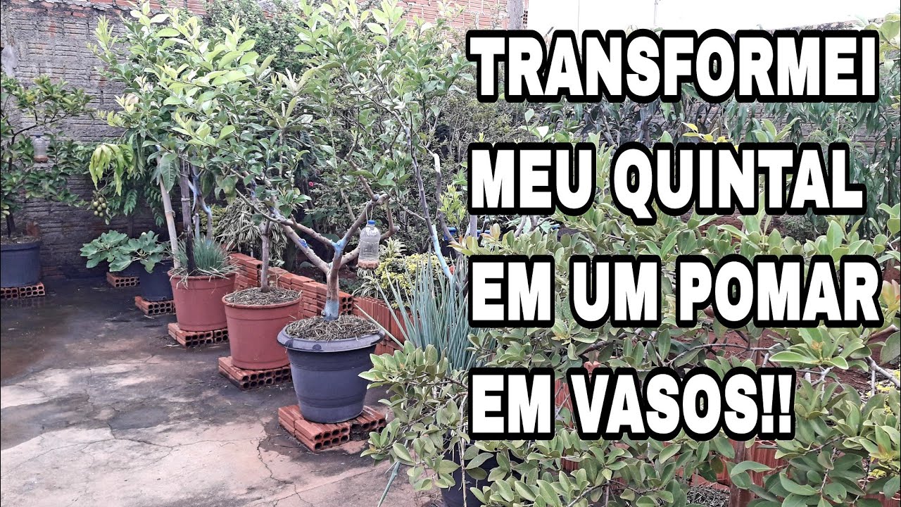 COMO ESTÃO AS FRUTÍFERAS | TRANSFORMEI MEU QUINTAL EM UM POMAR DE VASOS | TOUR!!