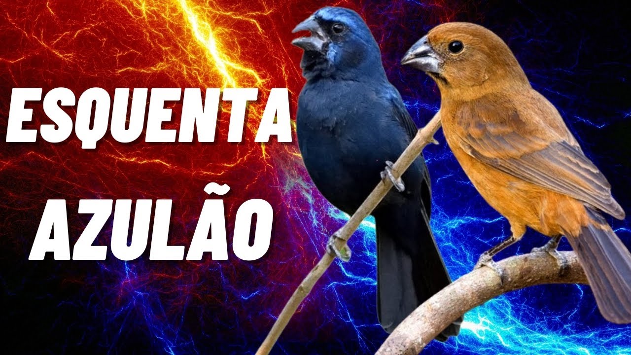 Seu Azul&atilde;o vai  enlouquecer  Macho e F&ecirc;mea para Esquentar seu Azul&atilde;o na hora | Cyanoloxia brissonii