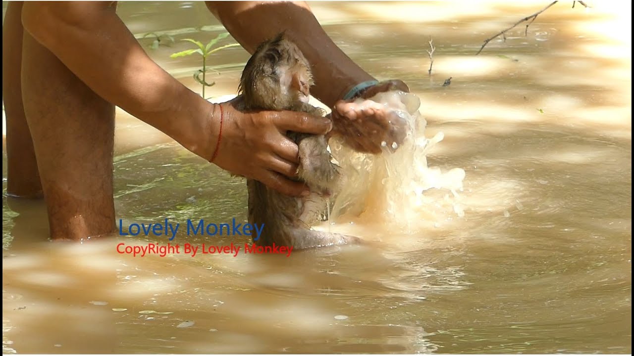Poor Little Abandon Baby Monkey Sovana Cry Scared When Poor Man Release Her Down To Join Amber.