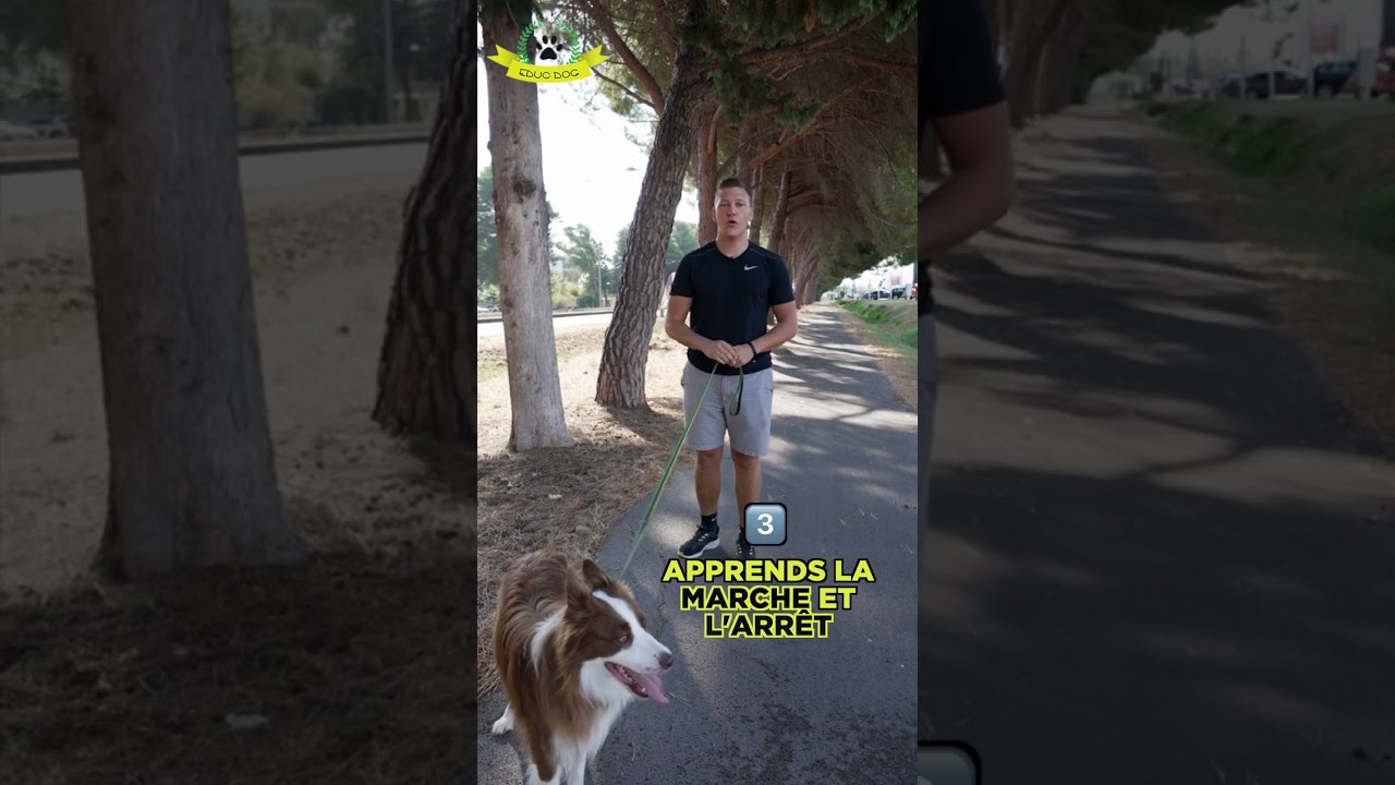 Votre chien tire-t-il sur la laisse? 🐕🤷&zwj;♂️