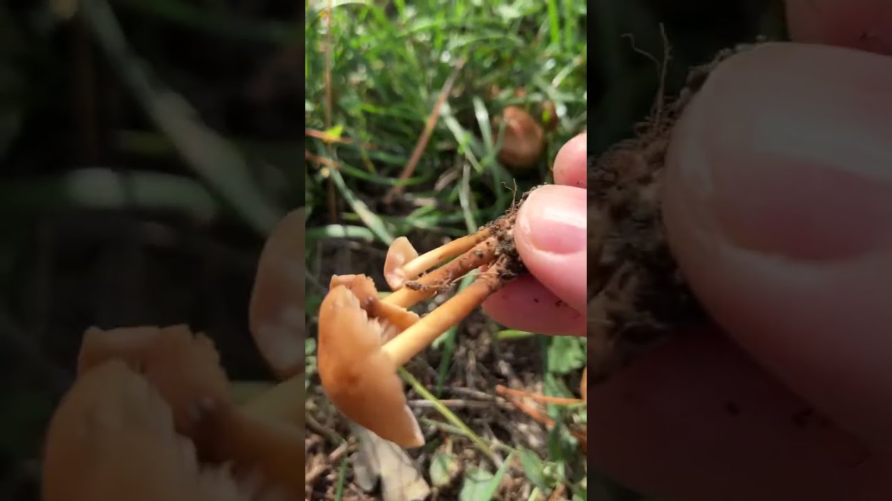 Raccolta di “Gambesecche” freschi, Marasmius oreades, dopo le primissime piogge (Video 1)