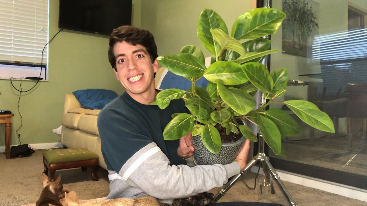 Ficus altissimo Yellow Gem -  variegated rubber plant