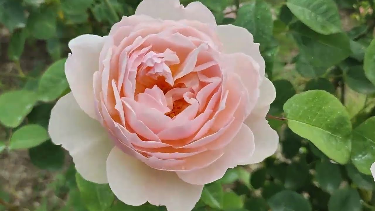 Сезон троянд 2024  Ч 5