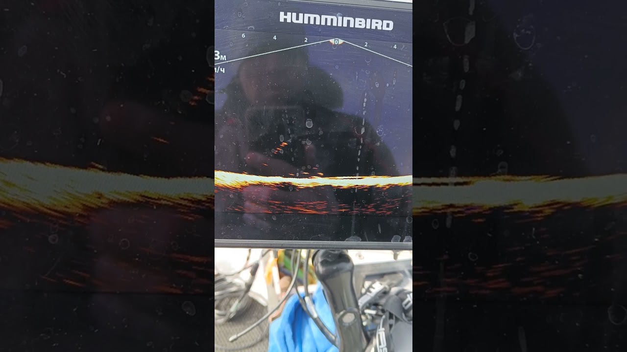 humminbird mega live окунь