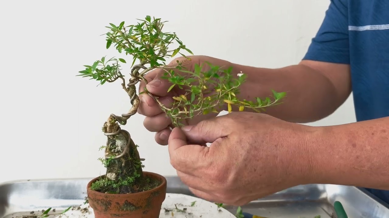 Quiet Bonsai Pruning I Serissa 安静盆景修剪 I 六月雪